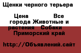 Щенки черного терьера › Цена ­ 35 000 - Все города Животные и растения » Собаки   . Приморский край